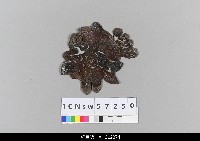 藏品(中國湖北皮影戲偶頭-雜)的圖片